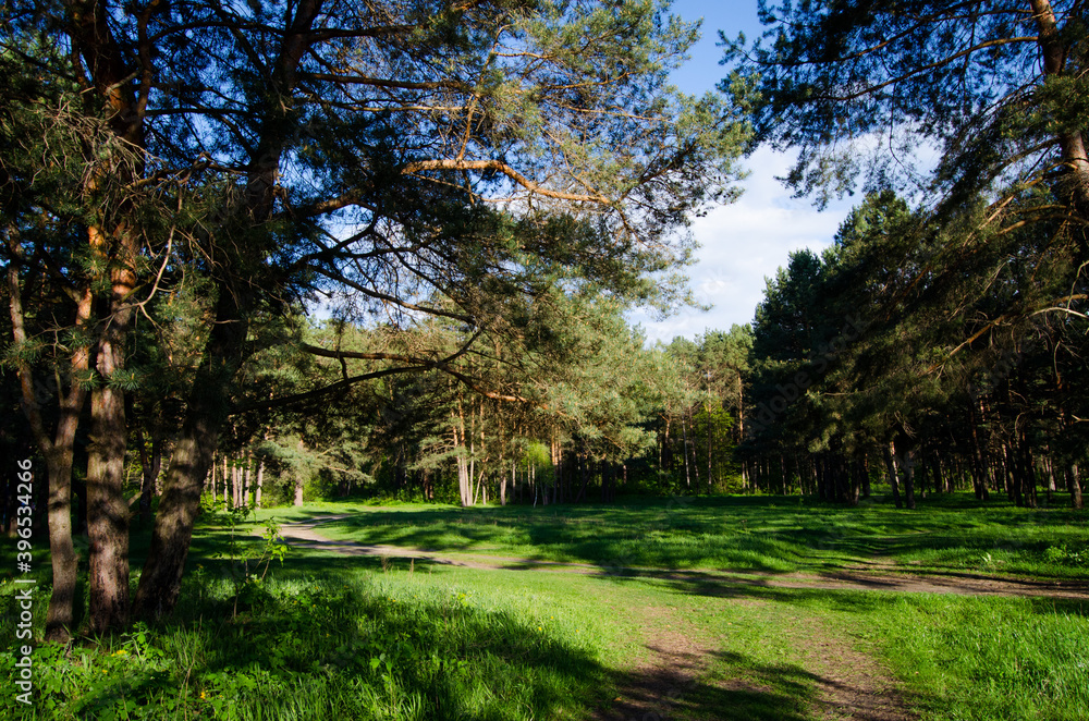 Fototapeta premium Trees in a pine forest. Summer day photo