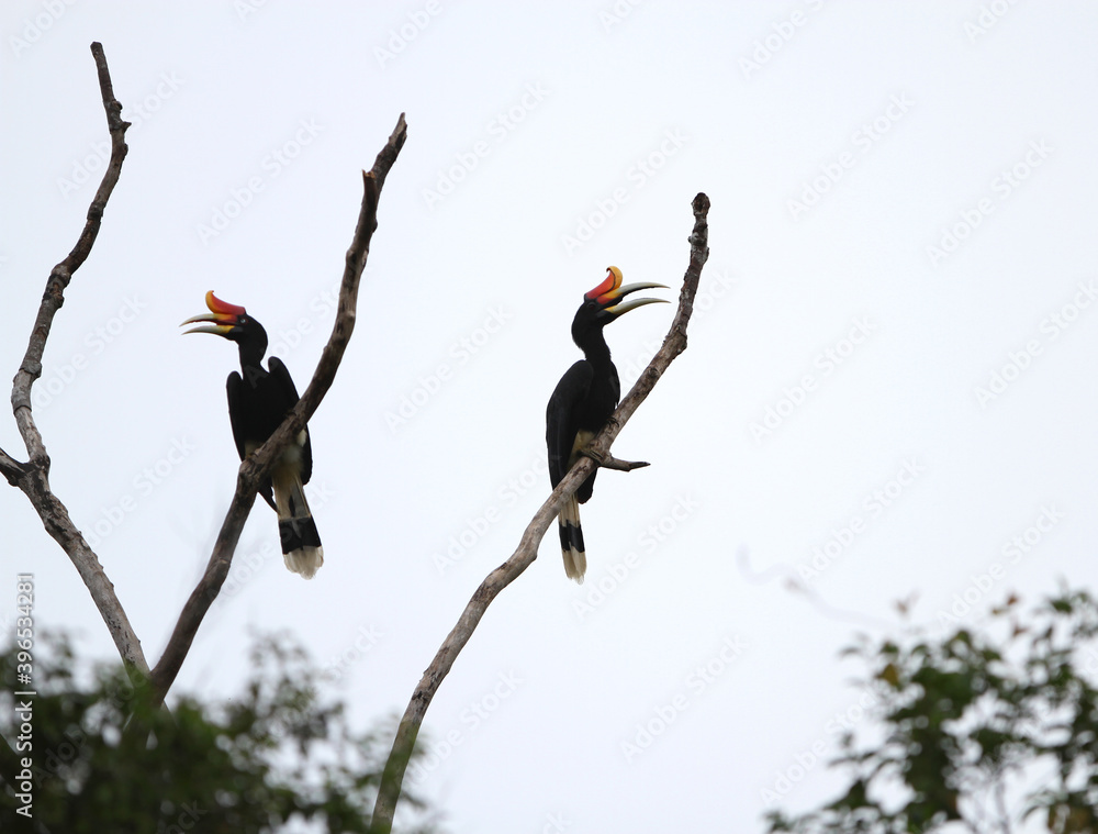 Fototapeta premium Rhinoceros Hornbill, Buceros rhinoceros