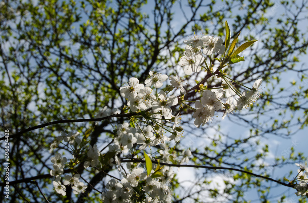 Photo of cherry blossoms in the garden. Spring photo. Blooming trees. Photo of cherry blossoms in the garden. Spring photo. Blooming trees.