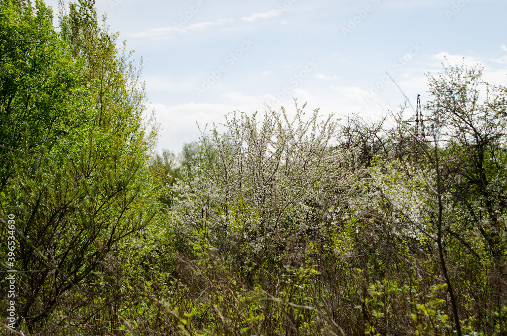 Photo of cherry blossoms in the garden. Spring photo. Blooming trees.