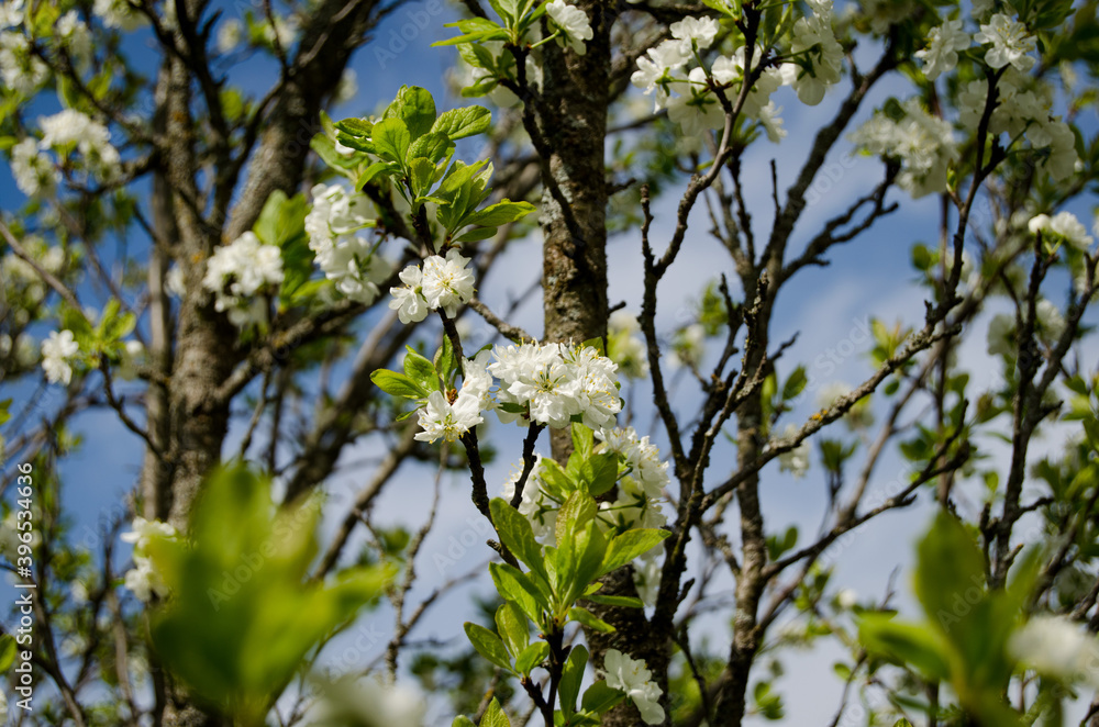 Fototapeta premium Photo of cherry blossoms in the garden. Spring photo. Blooming trees.