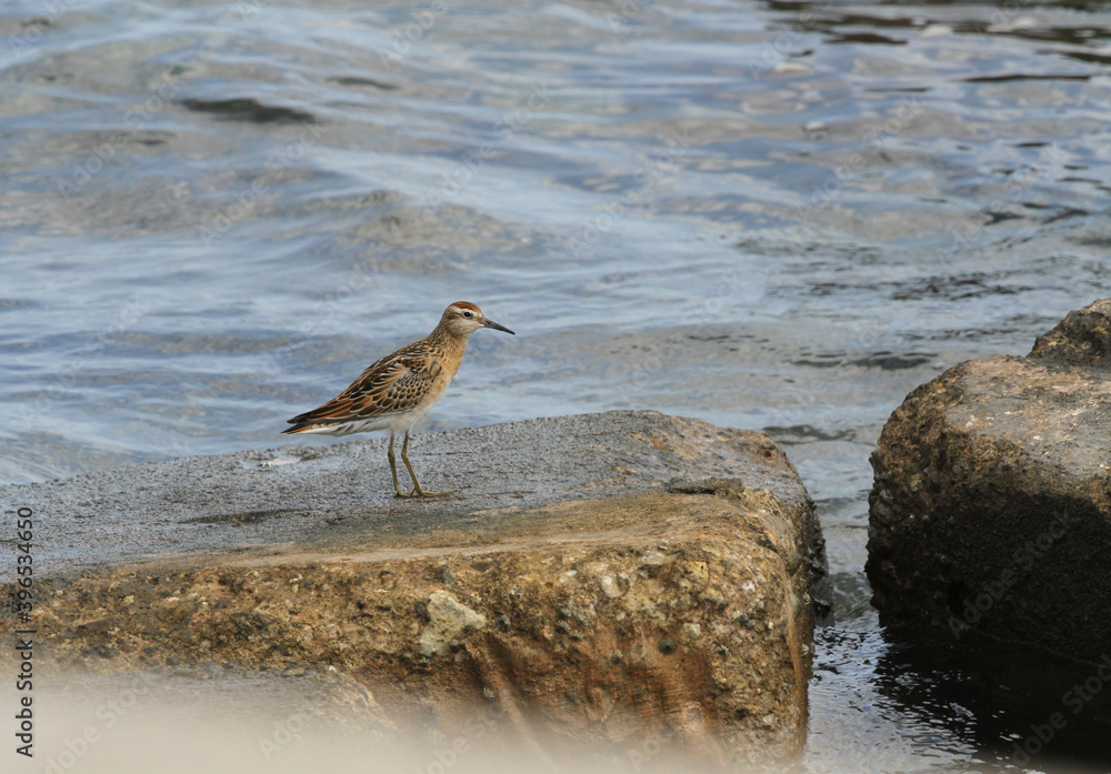 Sharp-tailed Sandpiper; Calidris acuminata Sharp-tailed Sandpiper; Calidris acuminata