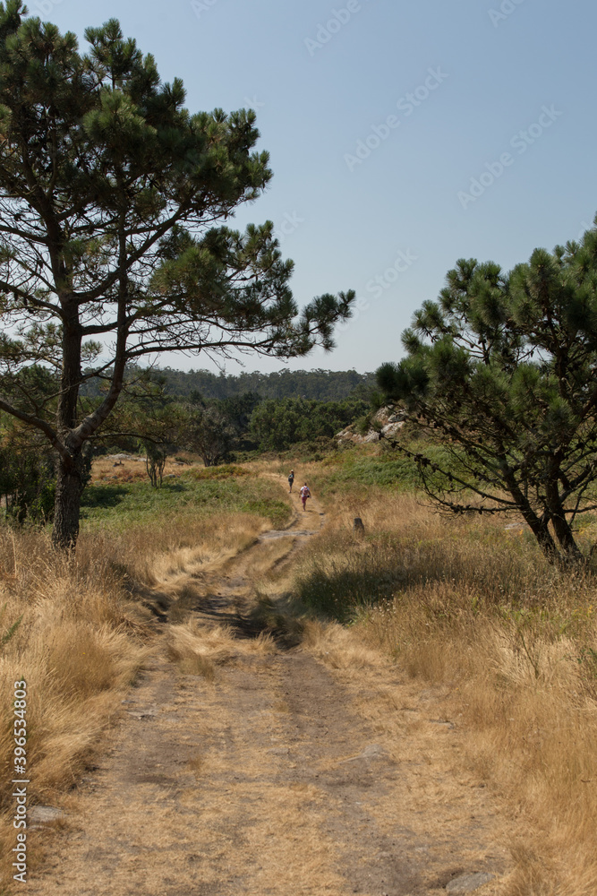 pair couple family walking in the distance down a beautiful natural pathway in the peak of summer with lots of grass hay on the ground, and european trees in spain with blue skies pair couple family walking in the distance down a beautiful natural pathway in the peak of summer with lots of grass hay on the ground, and european trees in spain with blue skies