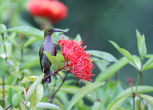 Bornean Spiderhunter, Arachnothera everetti photo