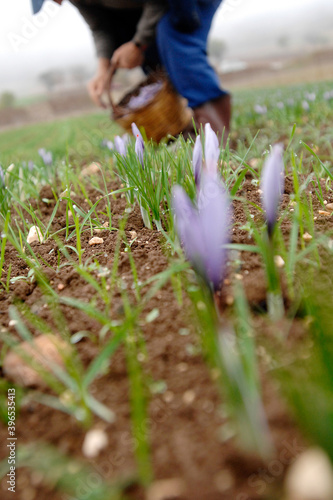 early morning picking of the pistils of the of Italian saffron called Zafferano di Navelli in the province of L'Aquila in the Abruzzo region of central Italy