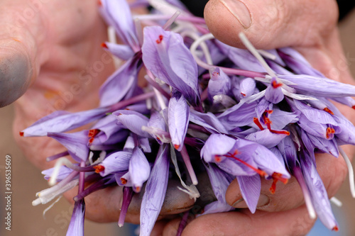 hands that have just collected the pistils of the  Italian saffron called Zafferano di Navelli in the province of L'Aquila in the Abruzzo region of central Italy