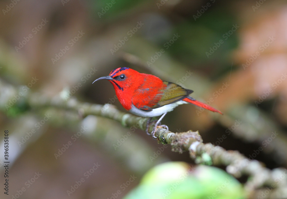 Temminck's Sunbird, Aethopyga temminckii Temminck's Sunbird, Aethopyga temminckii