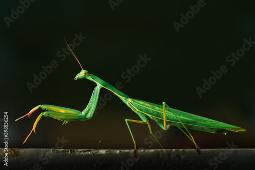 Side view of the green praying mantis, with longer legs and larger than other mantis. © stockbob