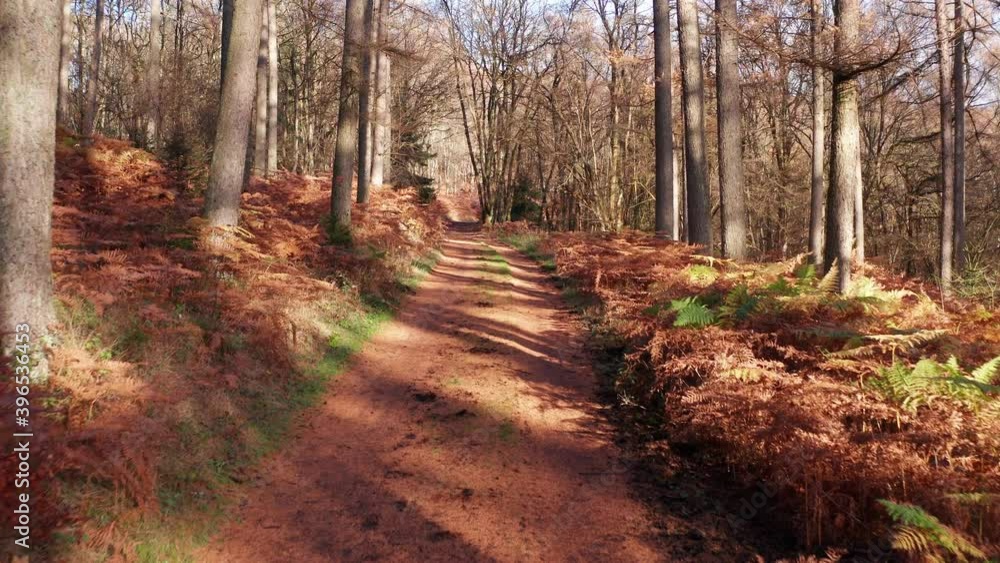 a beautiful autum forest path in the sun in 4k
a beautiful autum forest path in the sun in 4k