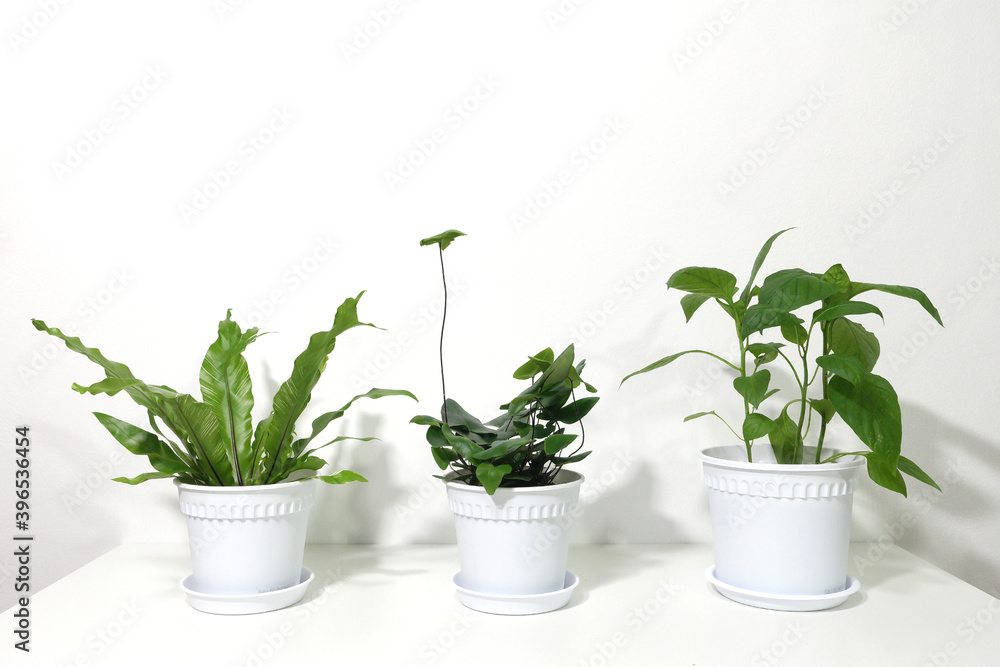 Green home houseplants on a white table Green home houseplants on a white table