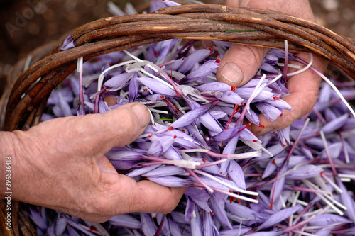 Wicker basket of Italian saffron called Zafferano di Navelli in the province of L'Aquila in the Abruzzo region of central Italy photo