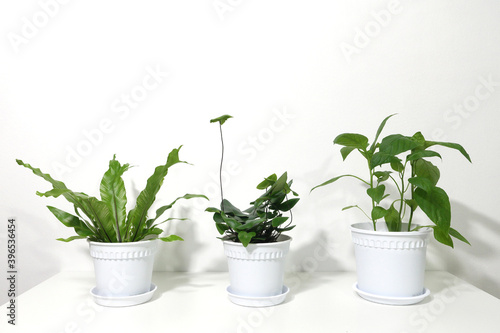 Green home houseplants on a white table
