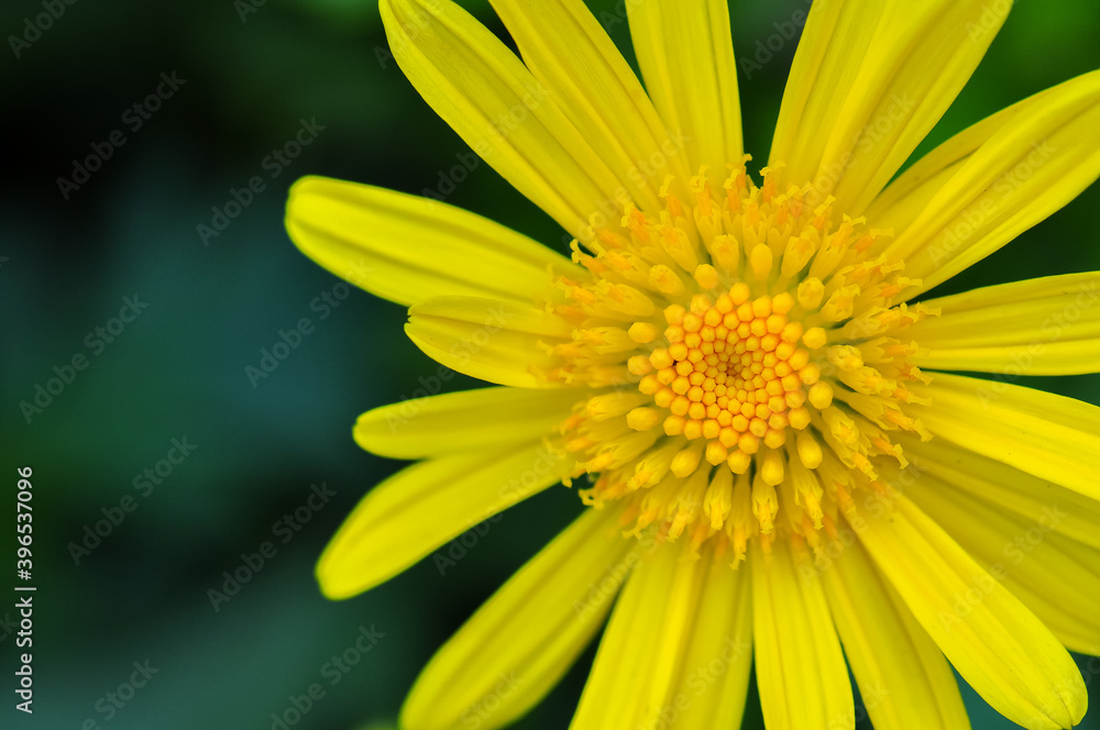A close-up of a yellow chrysanthemum (Argyranthemum frutescens)
A close-up of a yellow chrysanthemum (Argyranthemum frutescens)