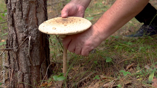 Mushroom picker cuts the mushroom "macrolepiota" with a knife in the forest. Edible mushrooms in the coniferous forest