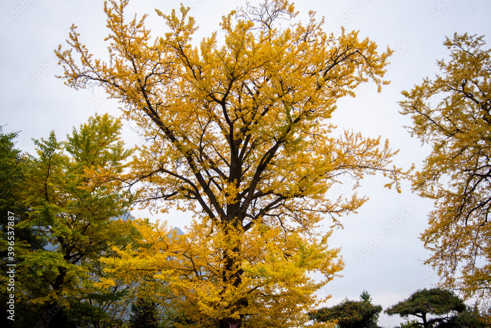 Ginkgo tree in the fall of yellow fallen leaves Ginkgo tree in the fall of yellow fallen leaves