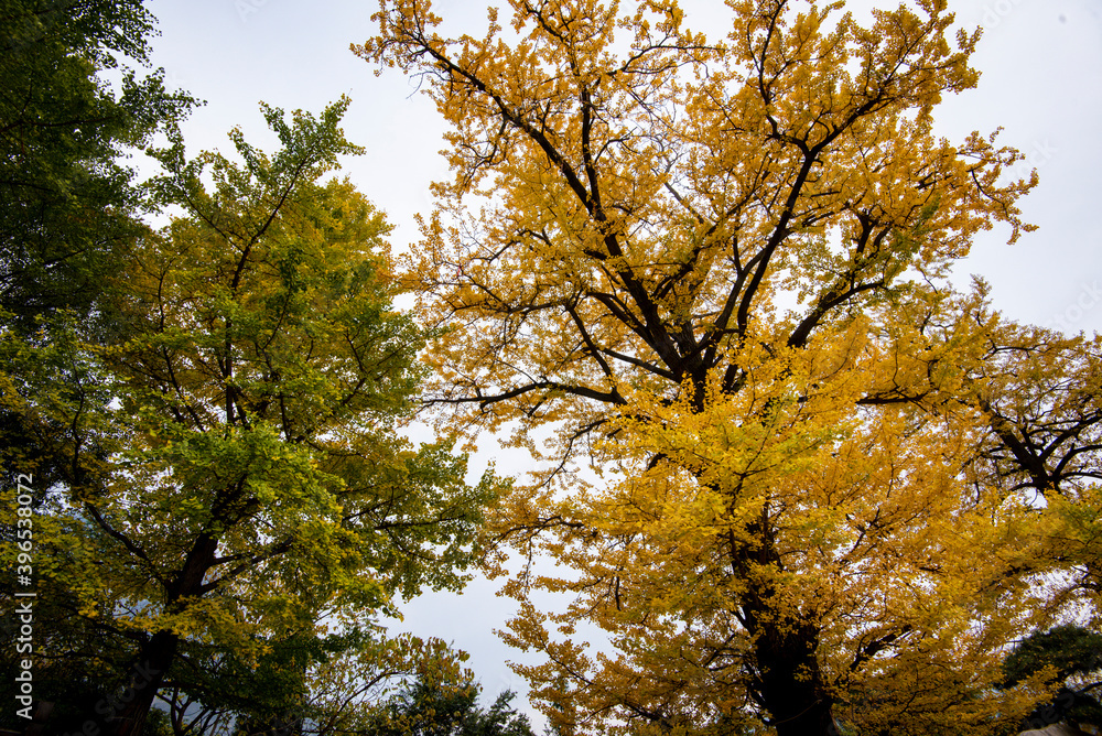 Fototapeta premium tourist traveling in autumn yellow leaf forest at Wudang Mountain, China.