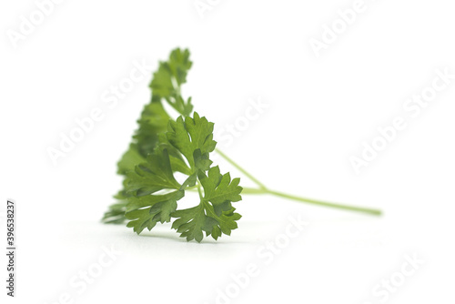 Closeup of organic parsley leaf on white background