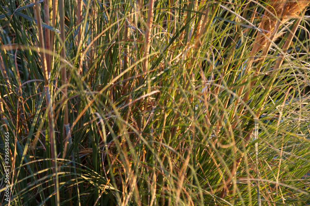 pampas grass in morning sunlight pampas grass in morning sunlight