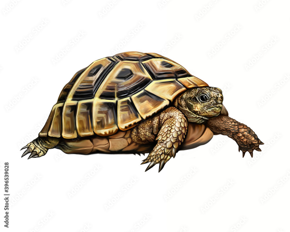 Obraz premium Balkan tortoise (Testudo hermanni)