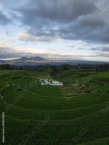 Beautiful Morning In The Indonesia Rice Field