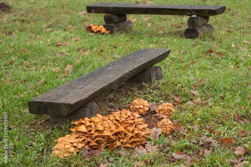 Fototapeta Naklejka Na Ścianę i Meble -  mushrooms growing in the stand