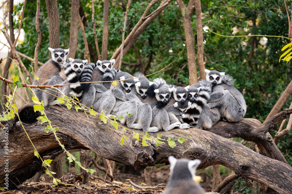 Fototapeta premium Group of ring-tailed lemurs sitting and hugging on the trunk of a tree with another lemur in the foreground that seems to be taking a group photo of them