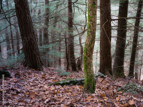 A small bendy tree that stuck out in the autumn New England landscape in the forest.