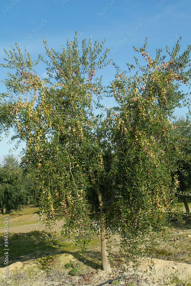 Obraz premium Olives in a branch of young tree.