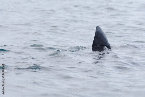 3 - Basking shark dorsal fin swims away, poking above the sea water