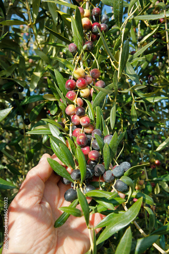 Showing olives in a branch.