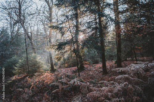 La forêt hivernal