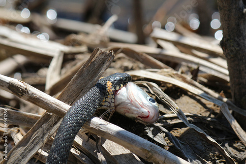 Canvas-taulu The snake already has fish on the river