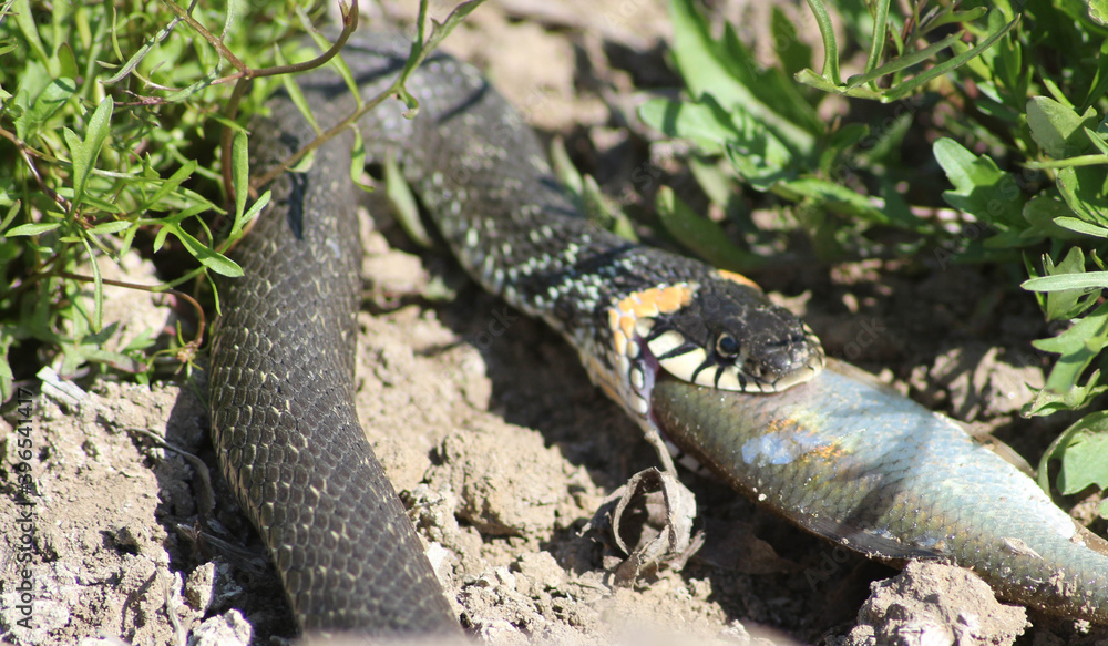 Obraz premium The snake already has fish on the river