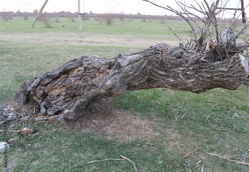 an unusual dry tree sloping towards the ground