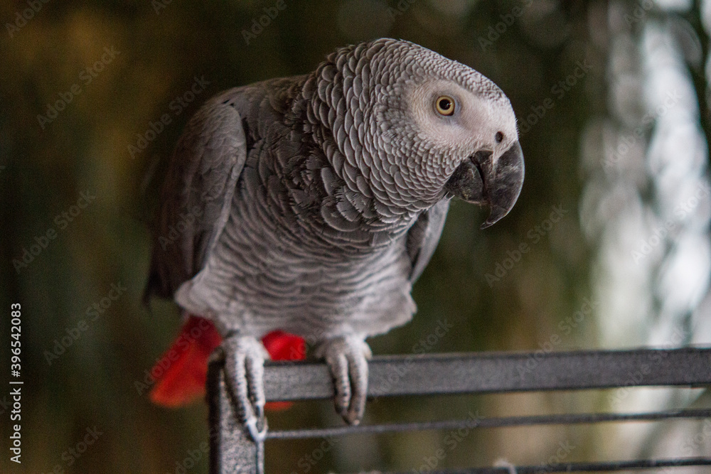 Fototapeta premium Grey parrot sitting on his cage