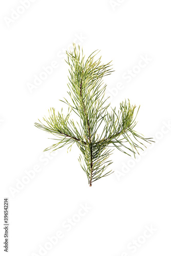 spruce branch isolated on white background. close-up.