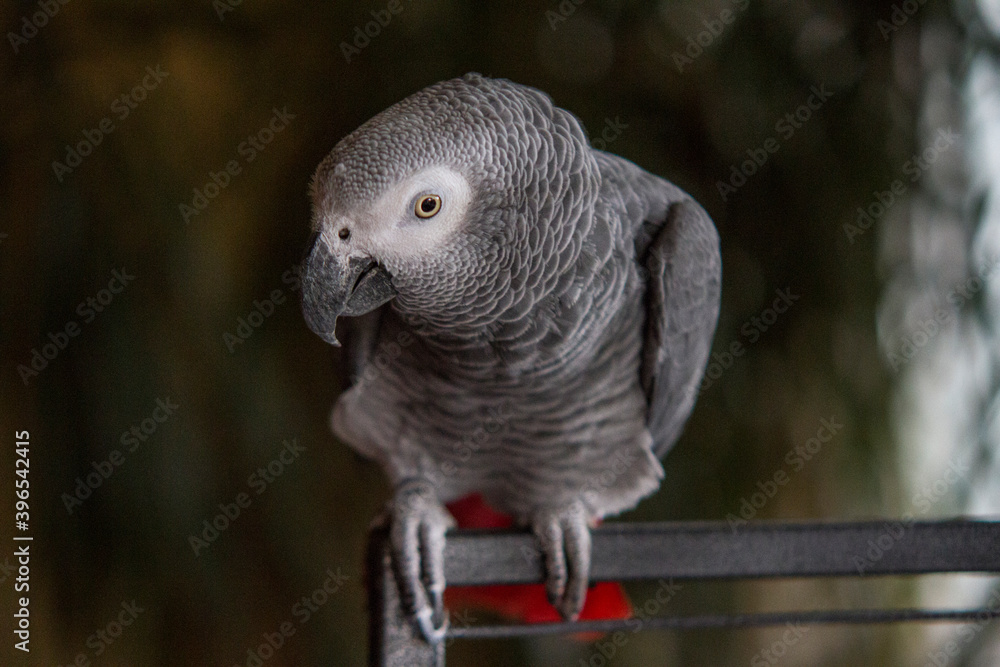 Obraz premium Grey parrot sitting on his cage