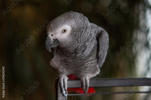 Grey parrot sitting on his cage