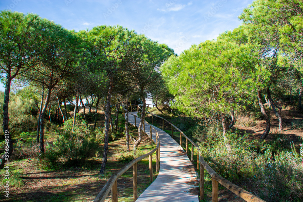 Path or road among Dunes and mediterranean pines 