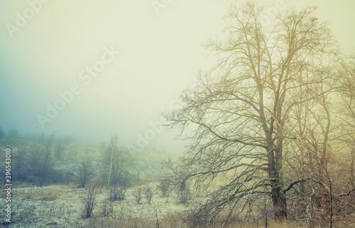 A mystical mist shrouded the edge of the oak grove