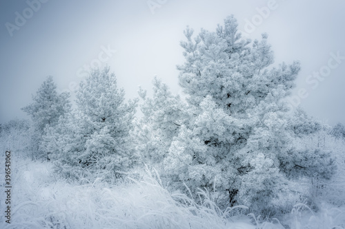 Snow covered young pines on a pine plantation