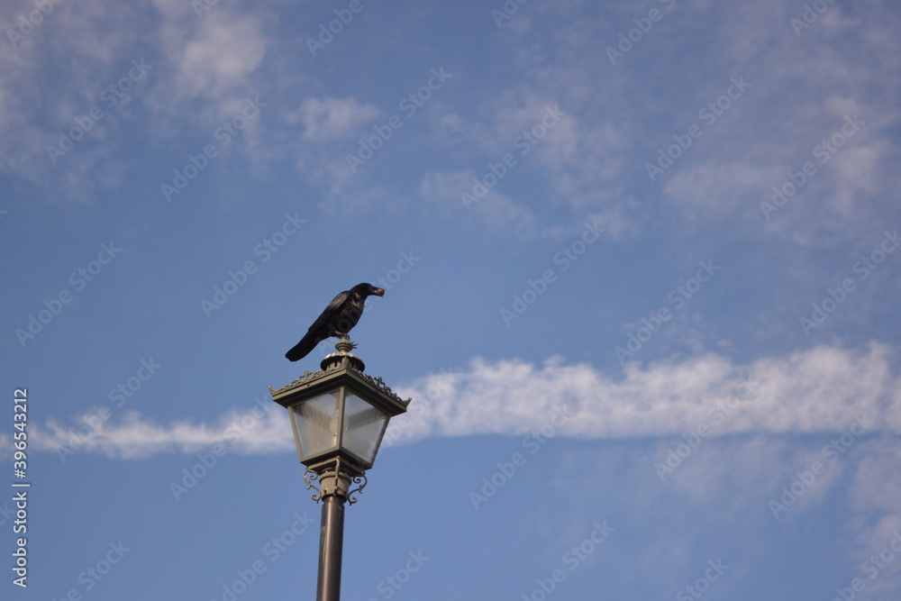 通りの電灯の上にとまったカラス
