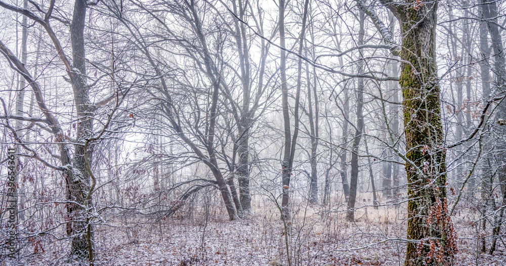 Snowfall in the forest Snowfall in the forest