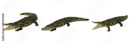 Crocodile  Crocodylinae  isolated on white background