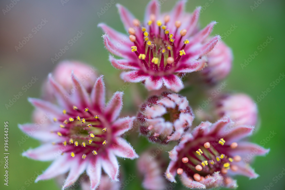 Siempreviva (Sempervivum montanum), Néouvielle Nature Reserve, Vallée d'Aure, L'Occitanie, Hautes-Pyrénées, France, Europe Siempreviva (Sempervivum montanum), Néouvielle Nature Reserve, Vallée d'Aure, L'Occitanie, Hautes-Pyrénées, France, Europe