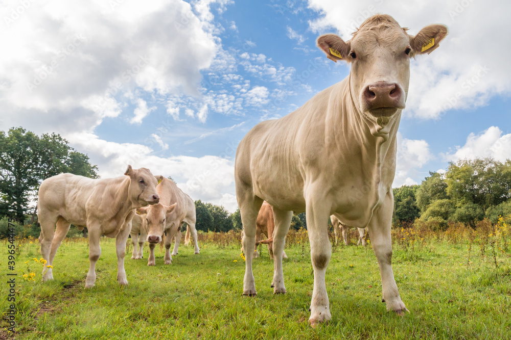 Brown cow on green grass looking into the camera under a blue sky with white clouds and with some cows grazing in the background