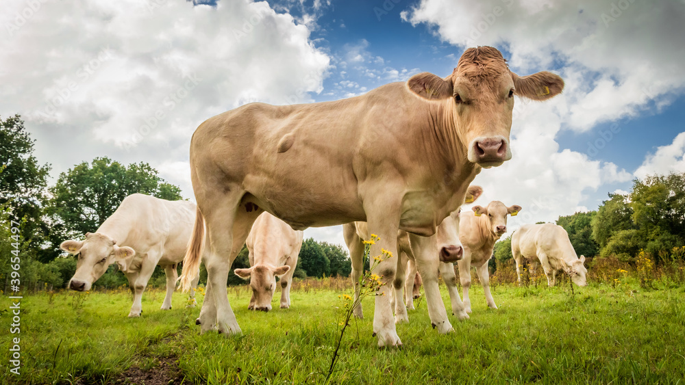 Brown cow on green grass looking into the camera under a blue sky with white clouds and with some cows grazing in the background