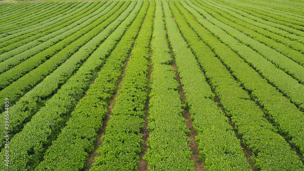 Green tea farm in JEJU island. Green tea farm in JEJU island.
