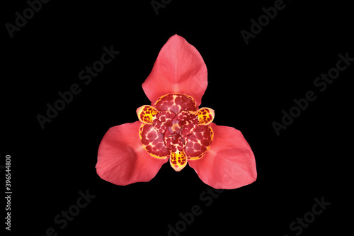 Red flower of the peacock tigridia plant.