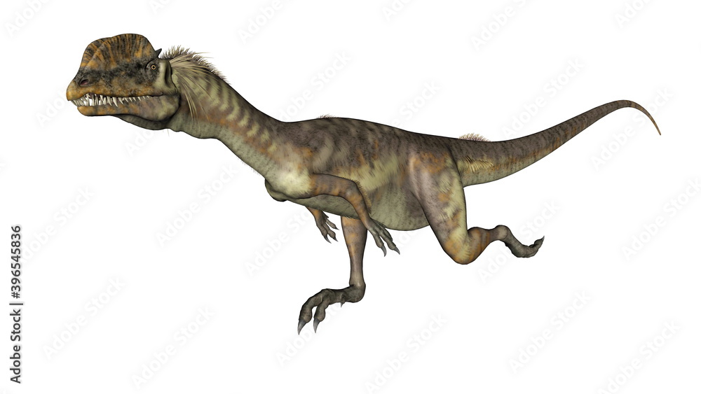 Fototapeta premium Dilophosaurus dinosaur running isolated in white background - 3D render